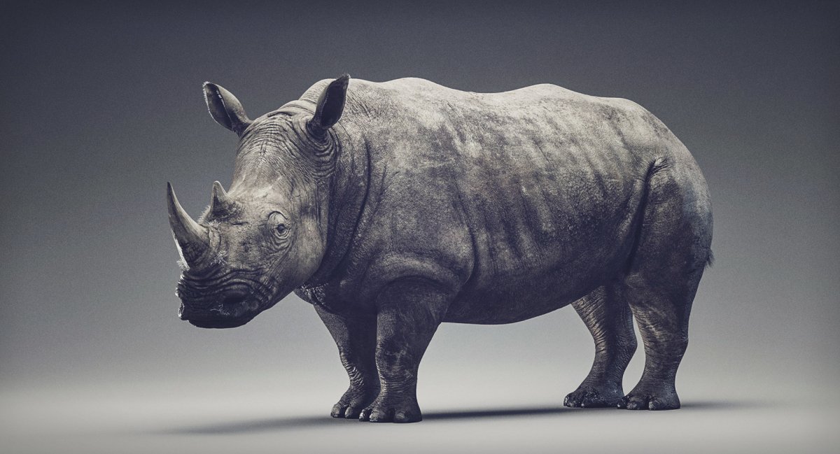 Wolfoo Rhino