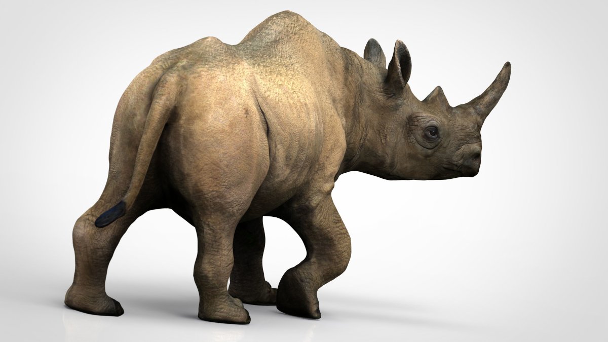 Rhinoceros ենգռի