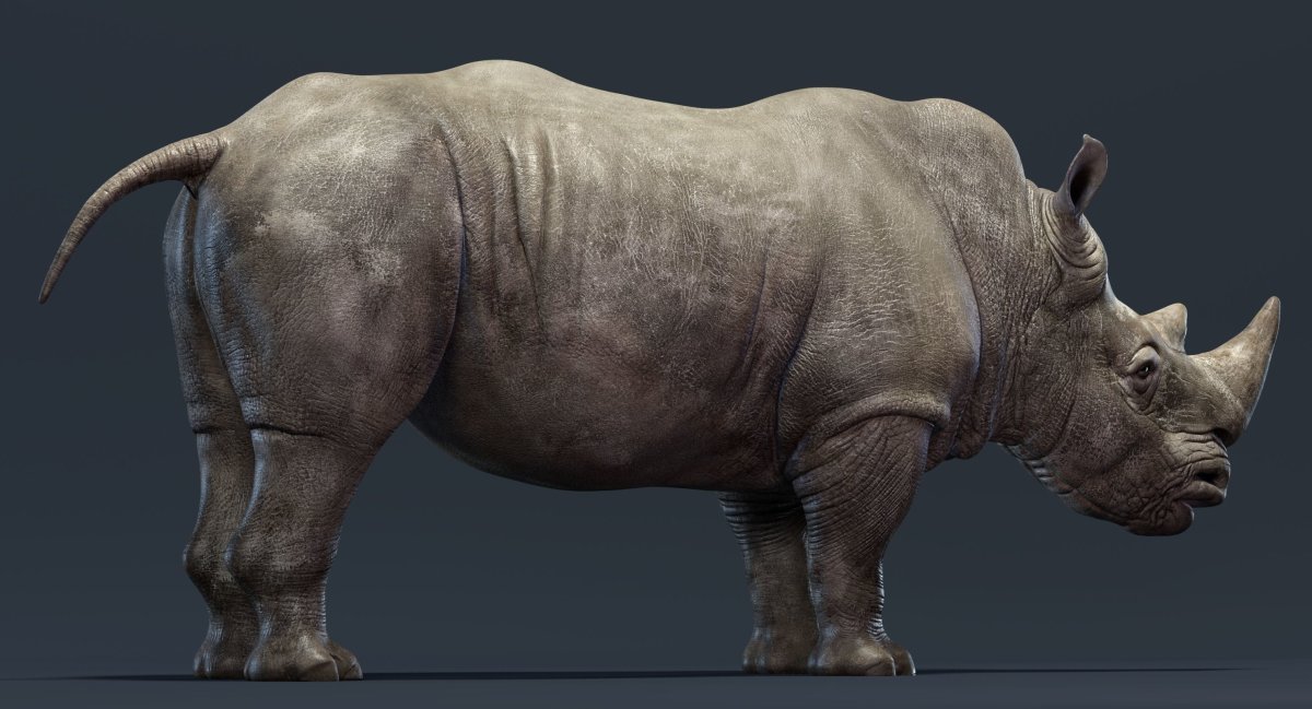 Rhino 3d