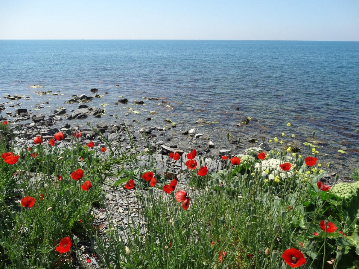 Анапа природа в городе