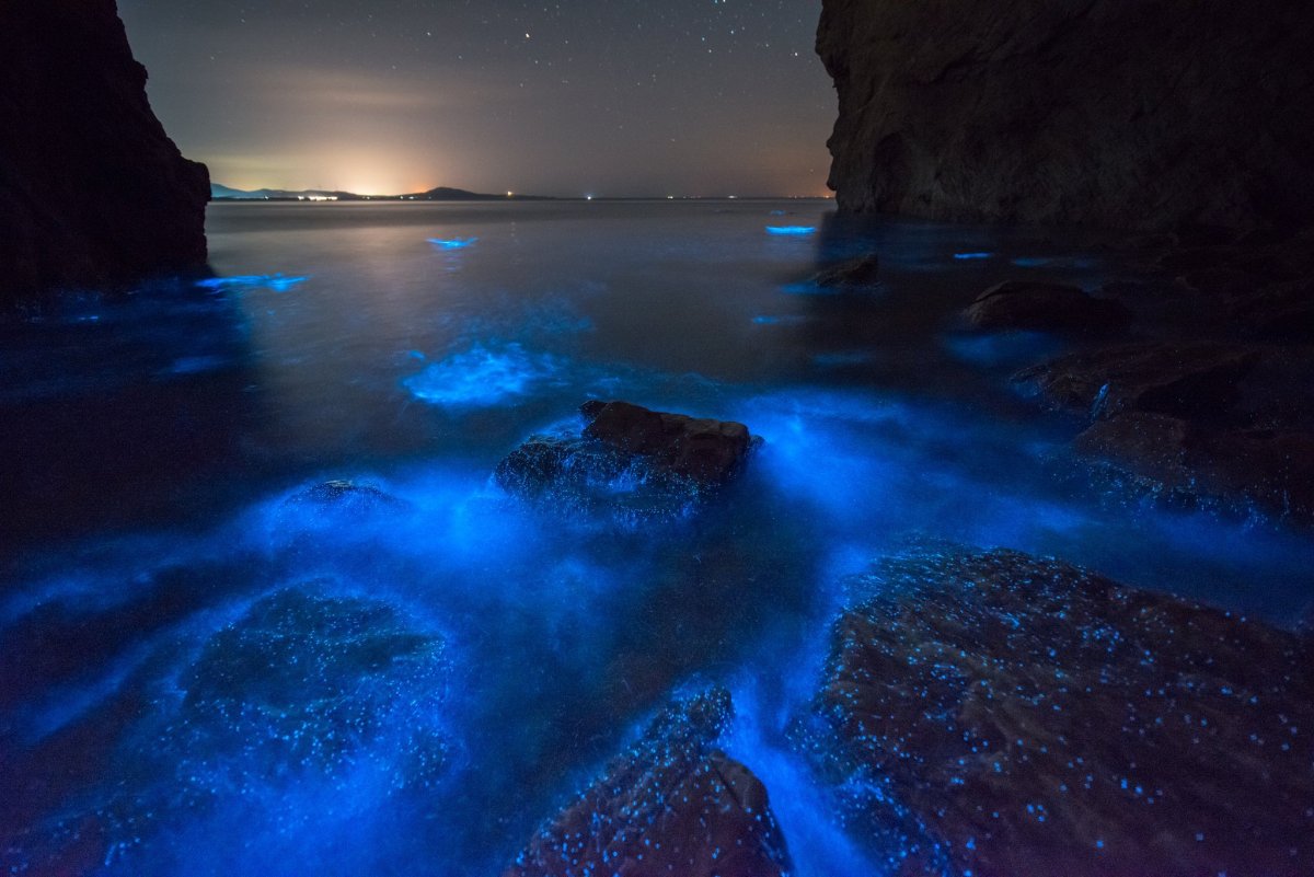 Водоросль ночесветка черное море