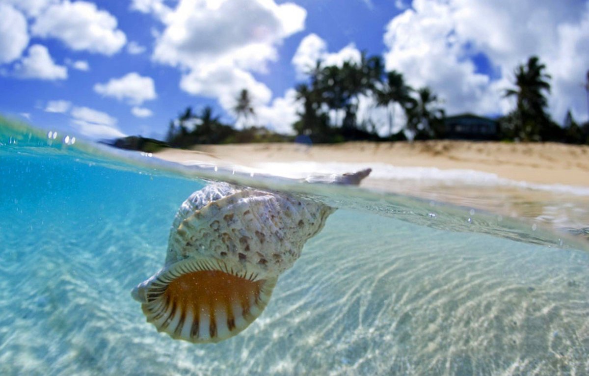 Море ракушки