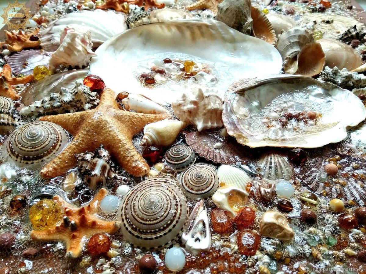 Ракушки чёрного моря варженикидзе
