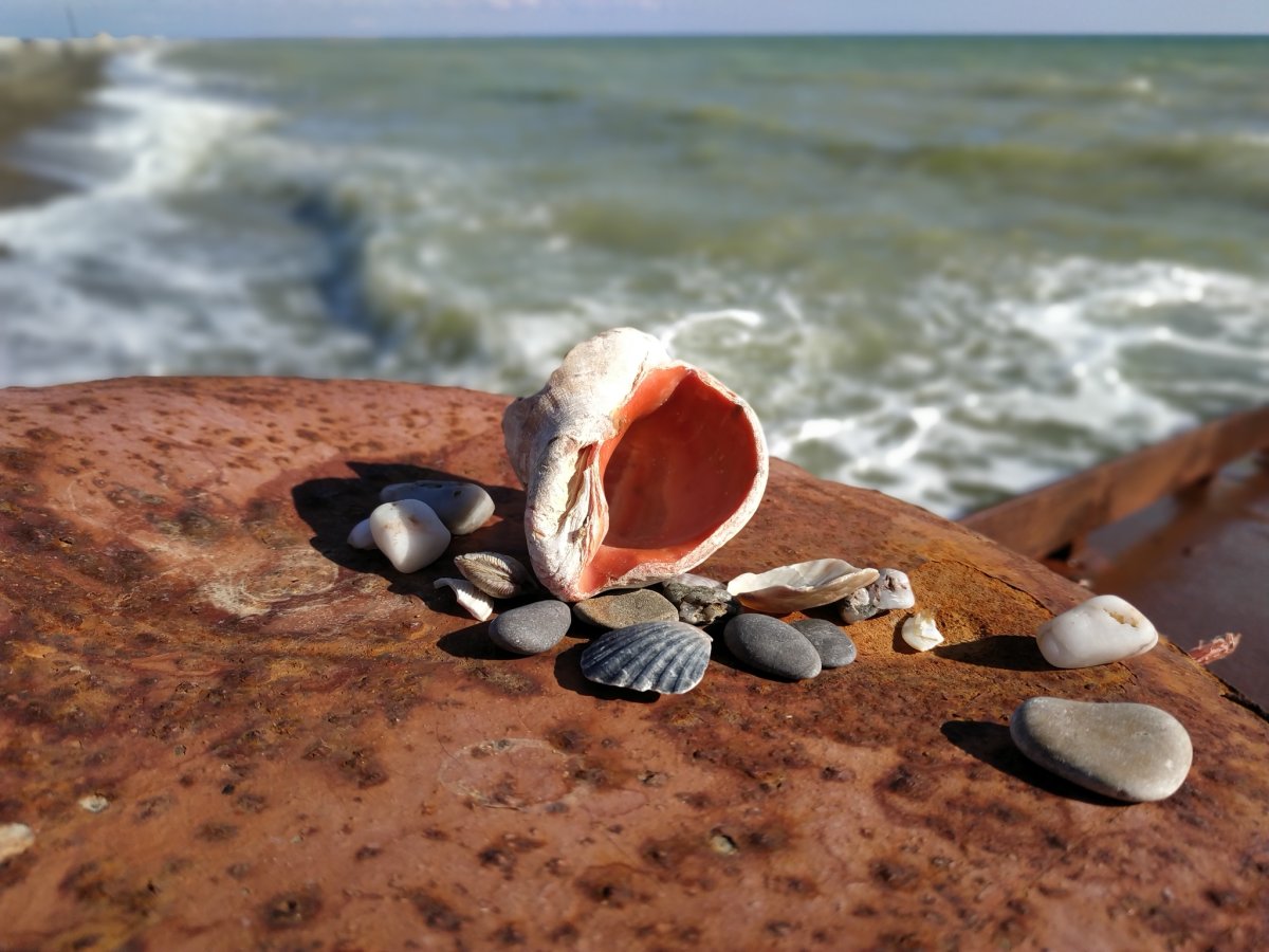 Ракушки черного моря