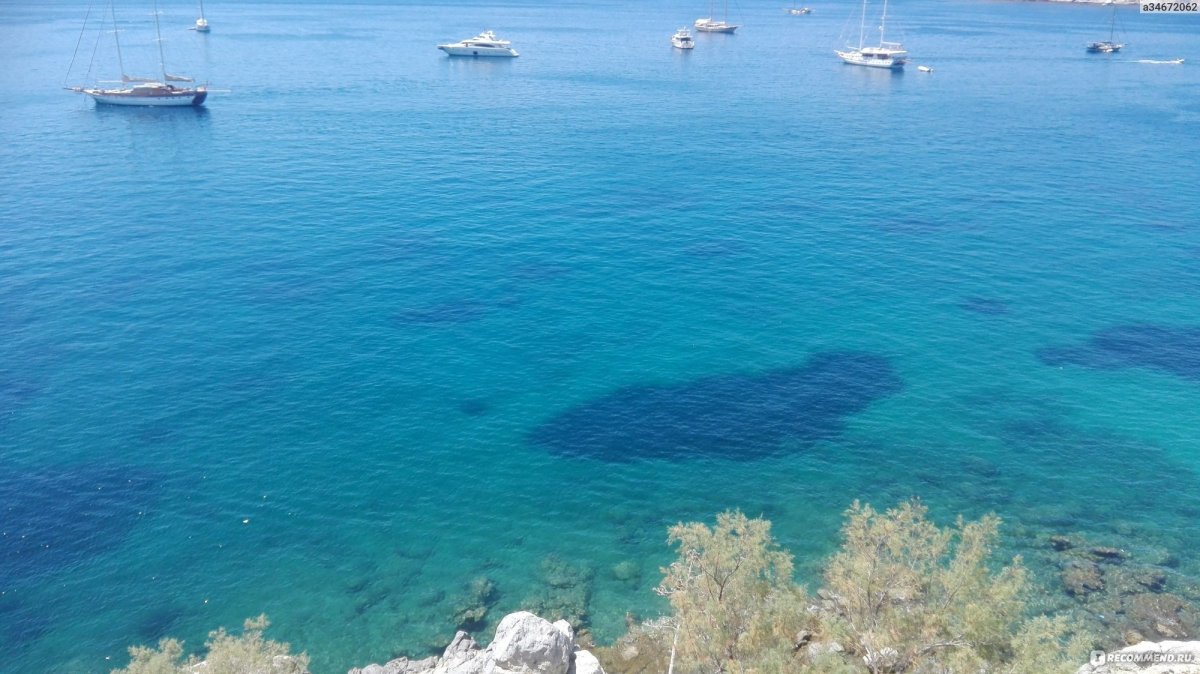 Рыбы Эгейского моря Турция Бодрум
