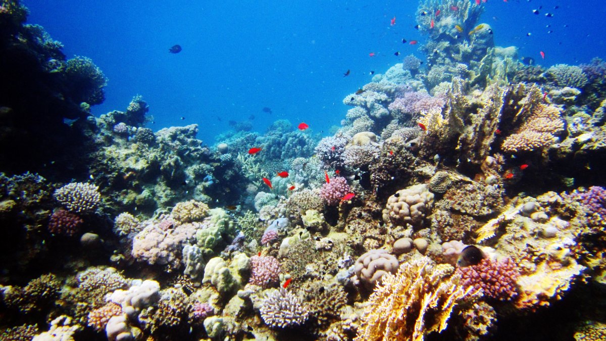 Рыбы в филиппинском море