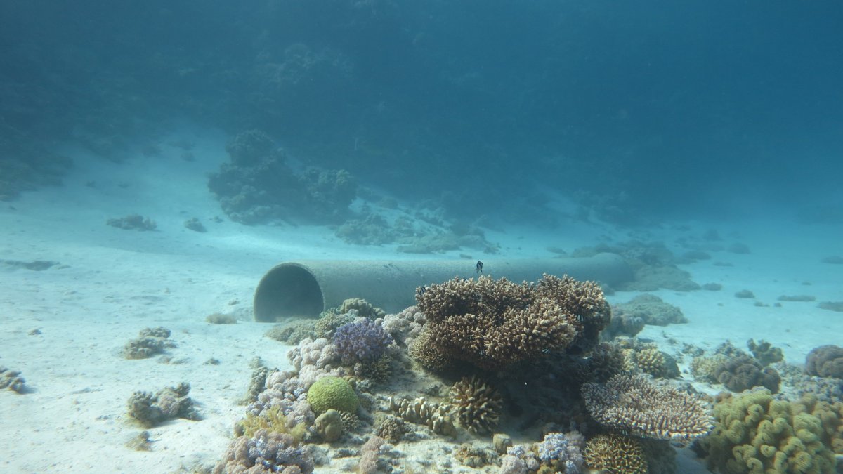 Подводный мир черного моря