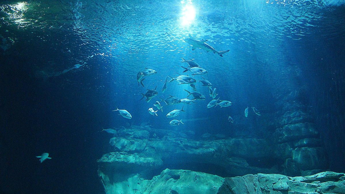 Мир воды