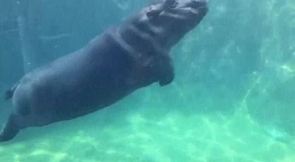 Бегемот под водой