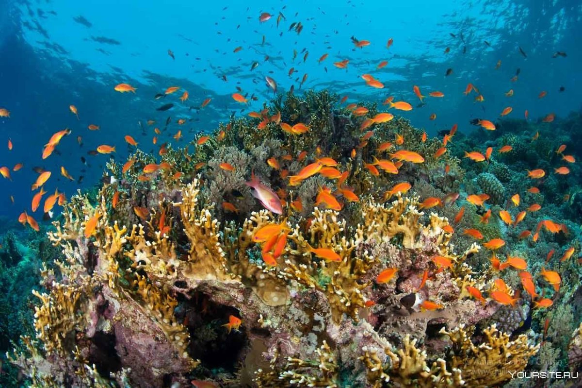 Шармаль Шейх море