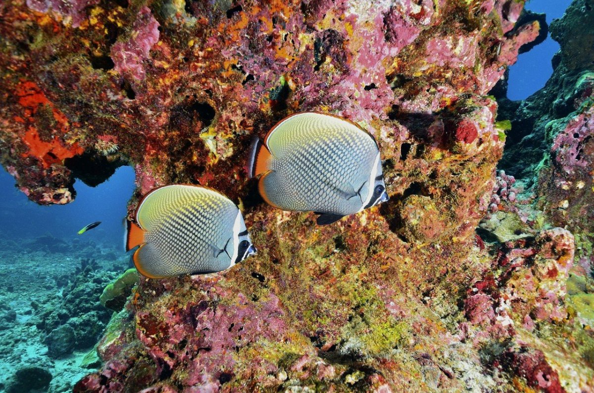 Подводный мир Андаманского моря