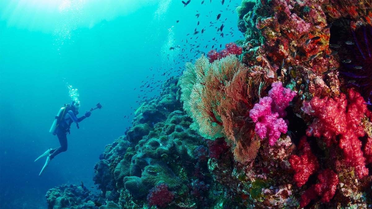 Красное море риф дайвер