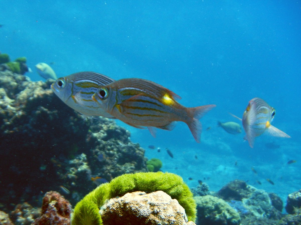 Scarus rubroviolaceus