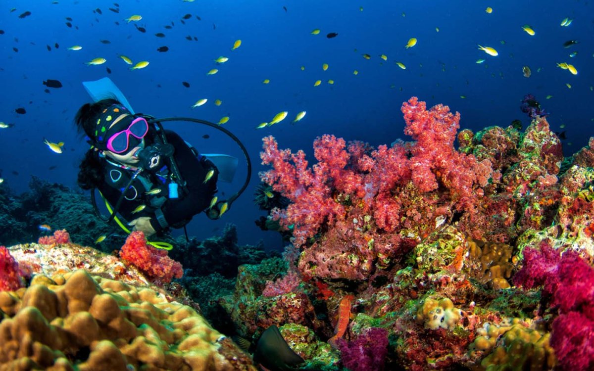 Коралловые рифы красное море снорклинг
