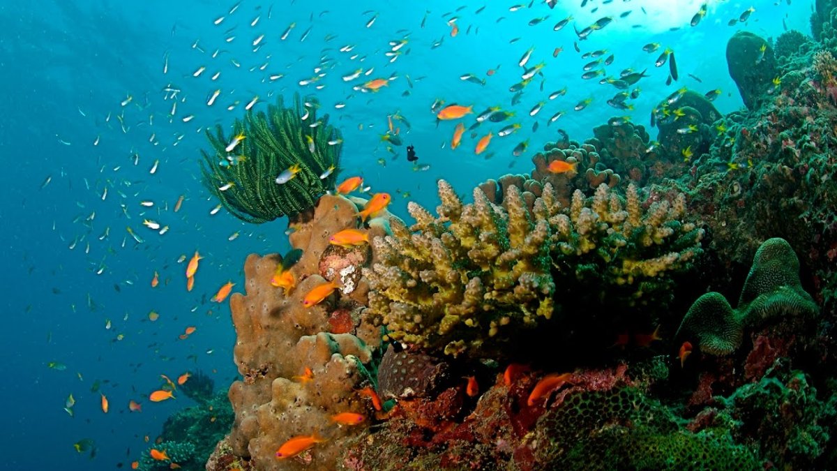 Biological Oceanography