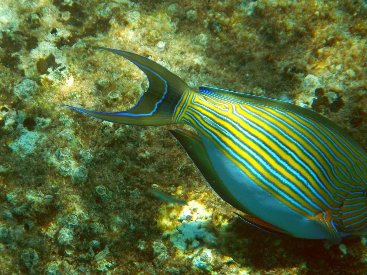 Acanthurus lineatus