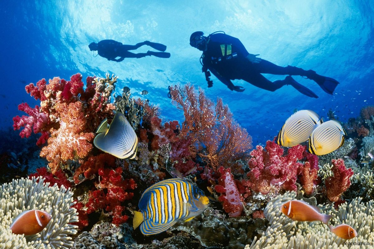 Египет красное море дайвинг