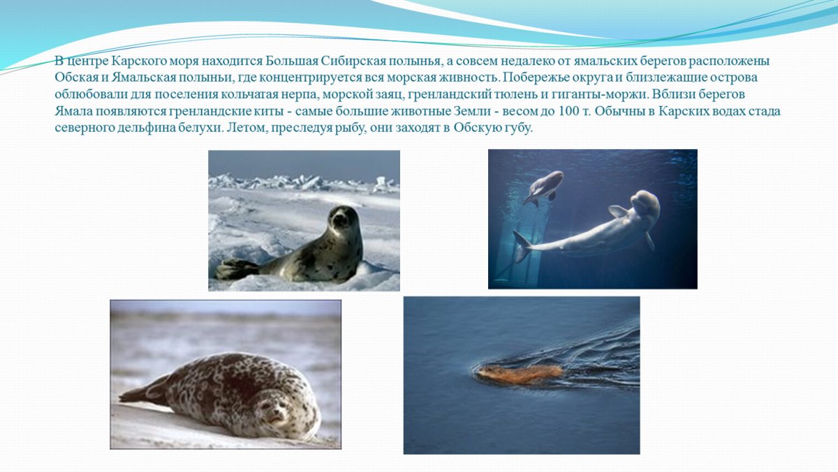 Органический мир Карского моря