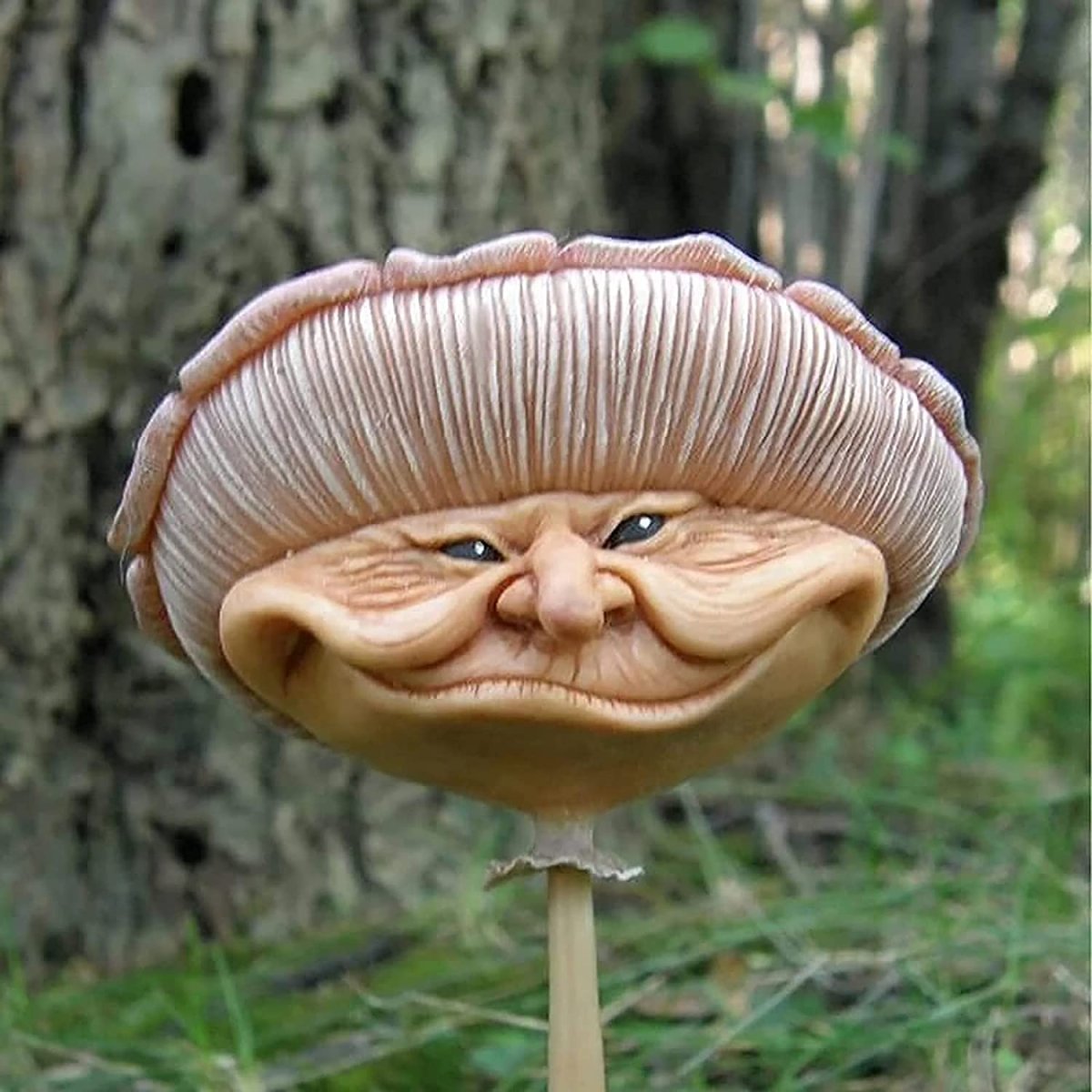 Смешные грибы