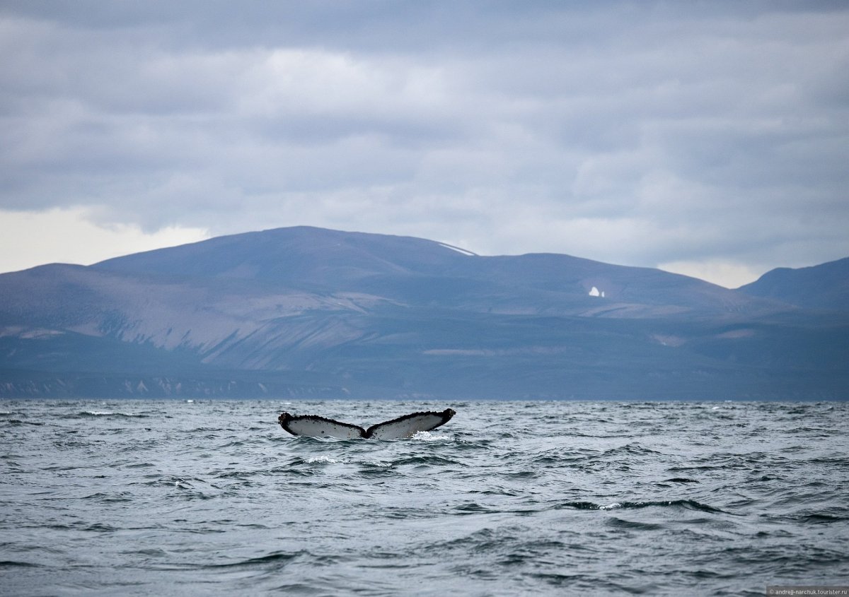 Камчатка Берингово море