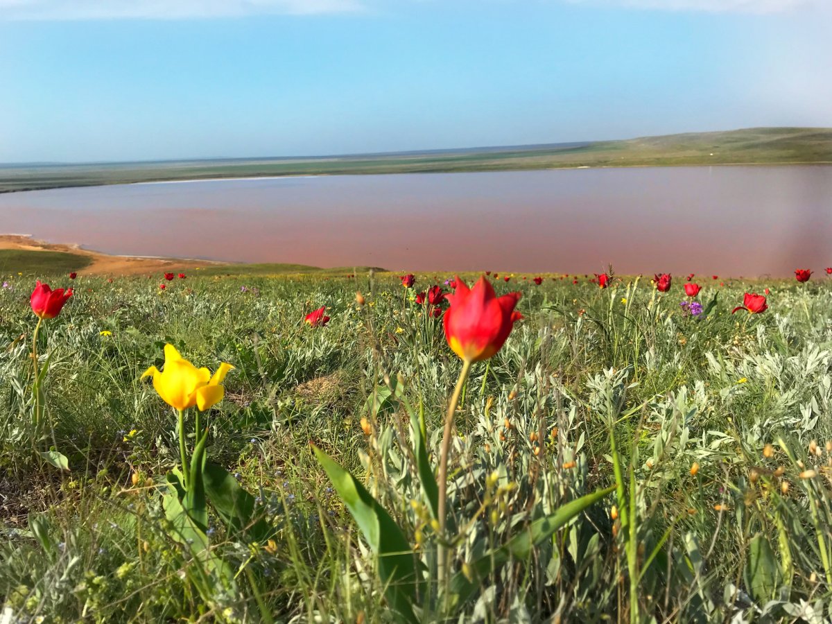 Мыс Опук Дикие тюльпаны
