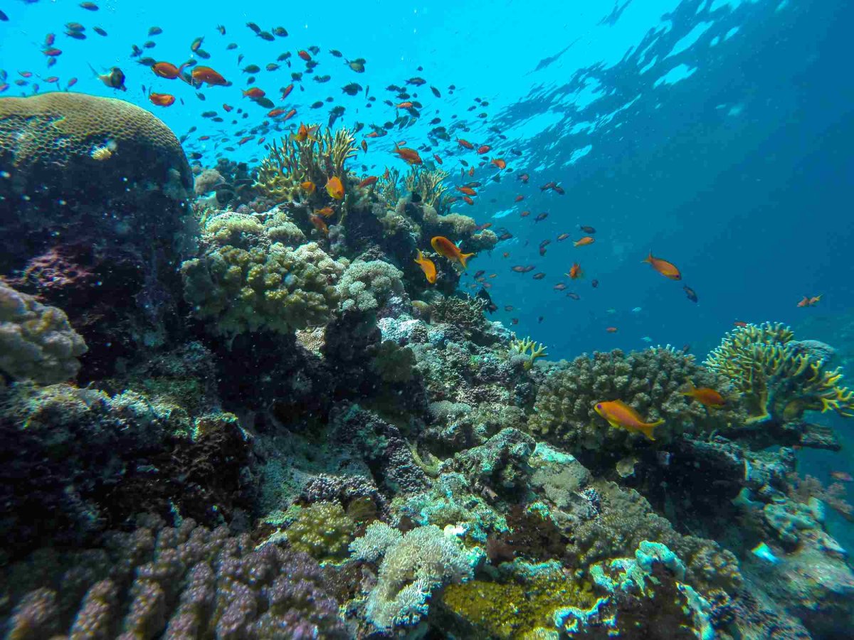 Подводный мир Каспийского моря