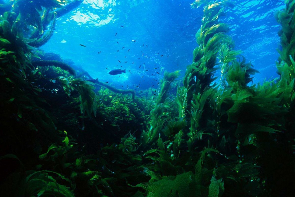 Подводный мир водоросли