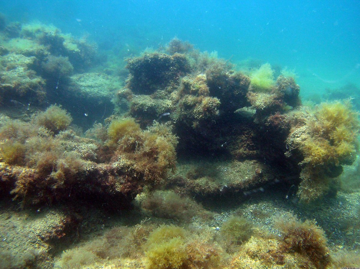 Подводный мир черного моря