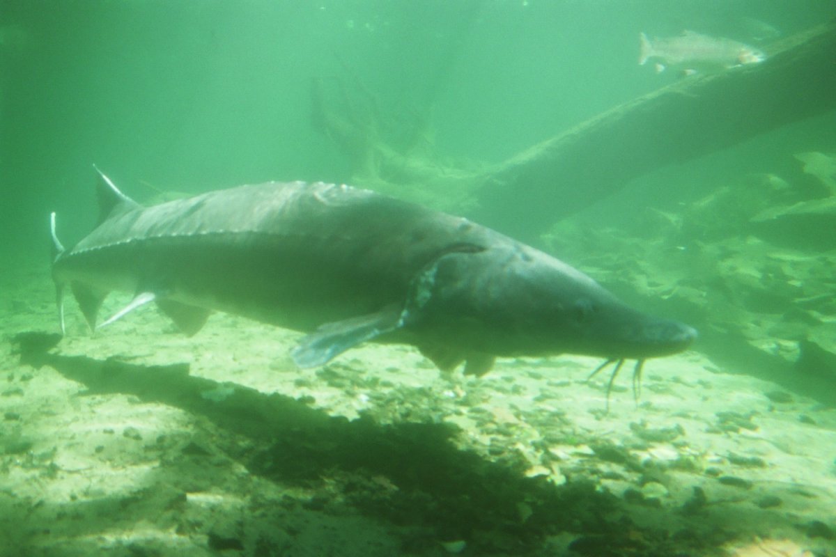 Подводный мир Каспийского моря