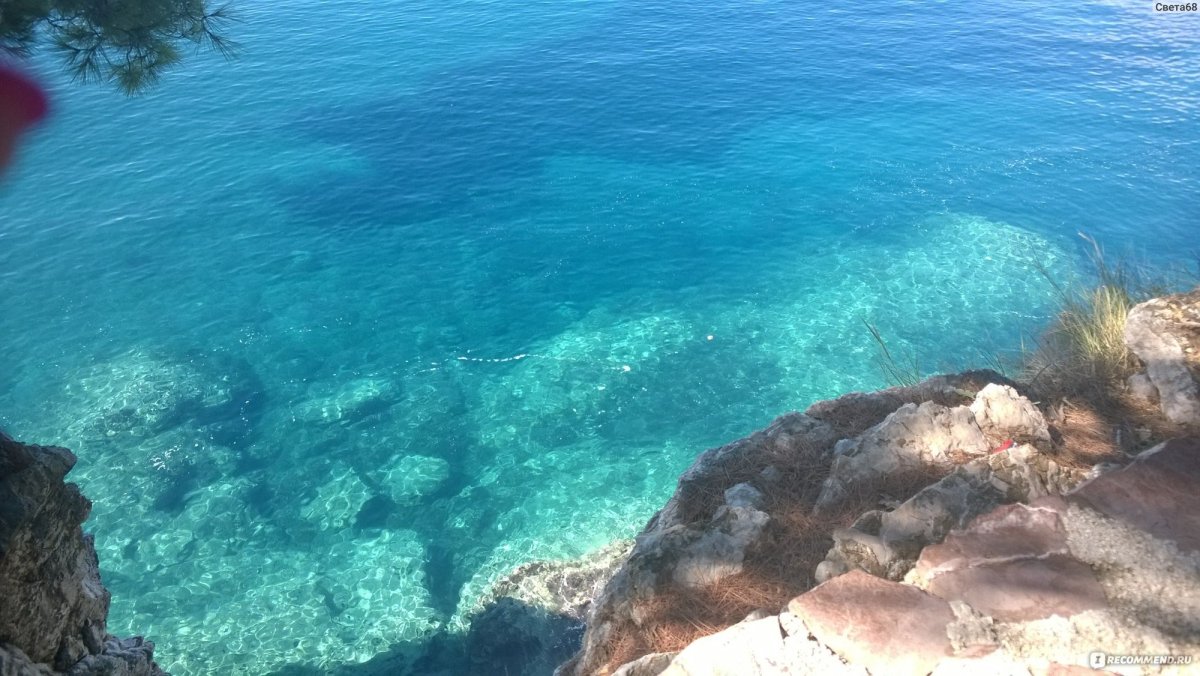 Флора Адриатического моря