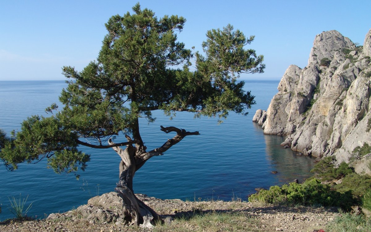 Сосны на Ольхоне