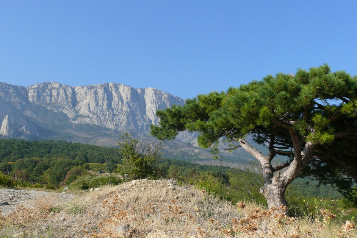 Сосна Палласа Крымская