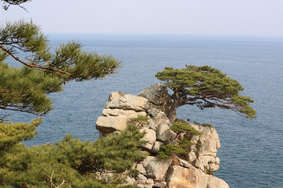 Средиземное море сосны кедр