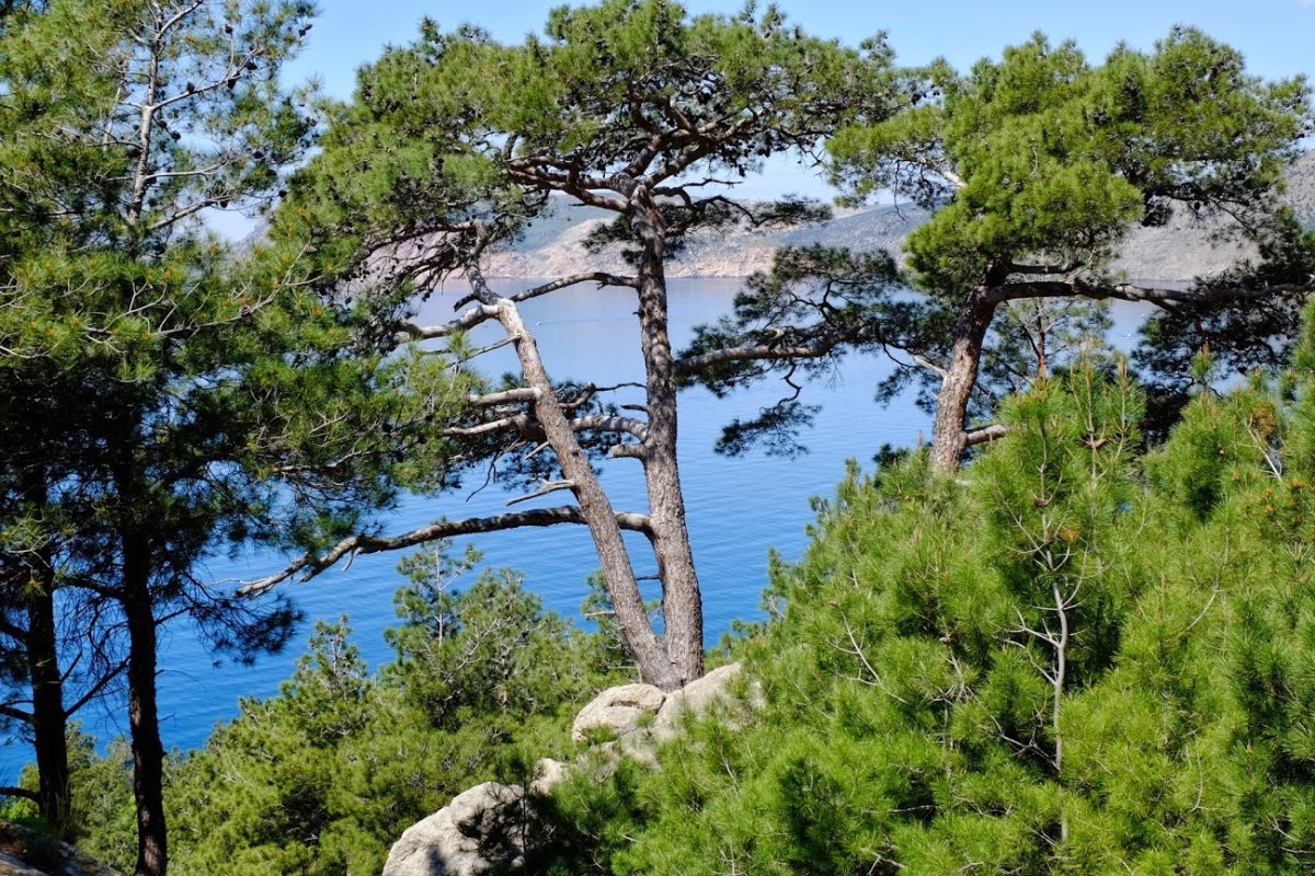 Сосна Палласа Крымская