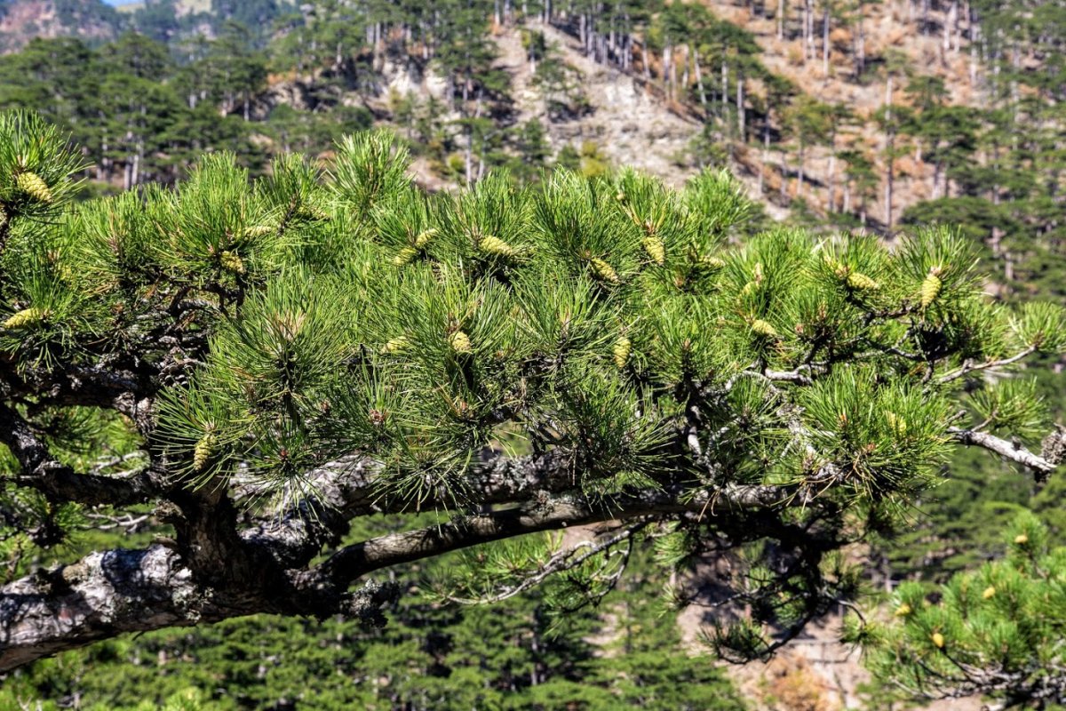 Сосна Крымская (Палласа) Pinus pallasiana