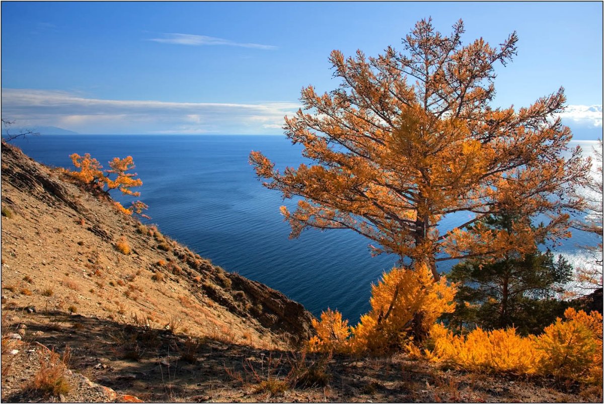Кедр на Байкале