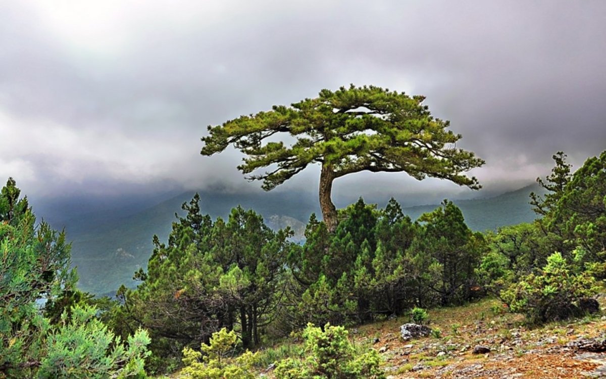 Сосна Крымская (Палласа) Pinus pallasiana