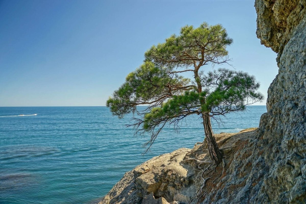 Сосна на побережье моря форма из-за условий