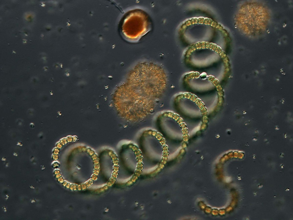 Anabaena scheremetievi