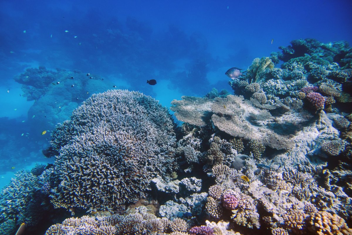Подводные пейзажи красного моря