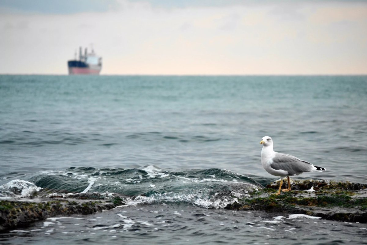 Чайки на белом море