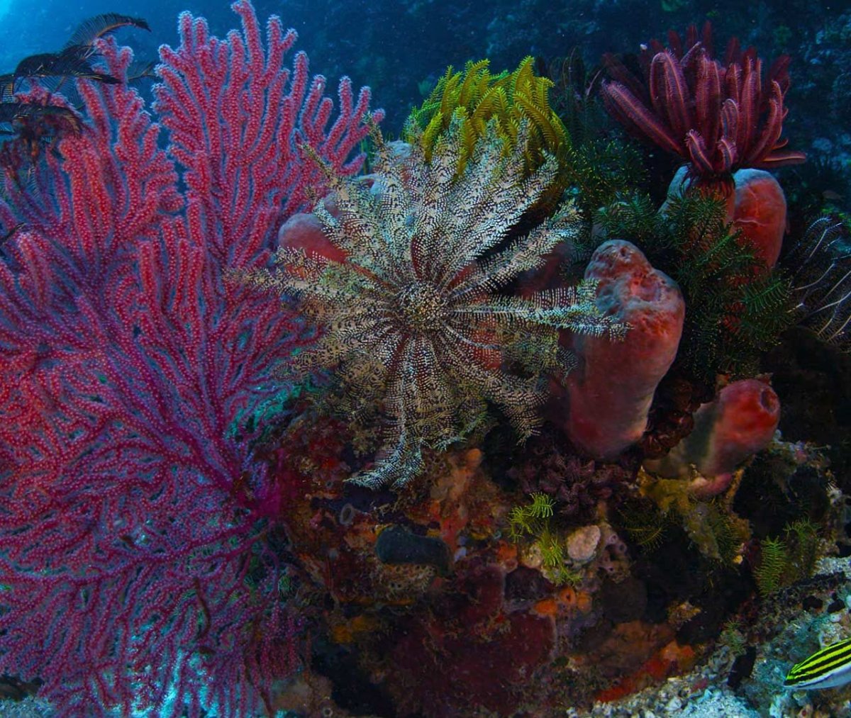 Карибское море кораллы