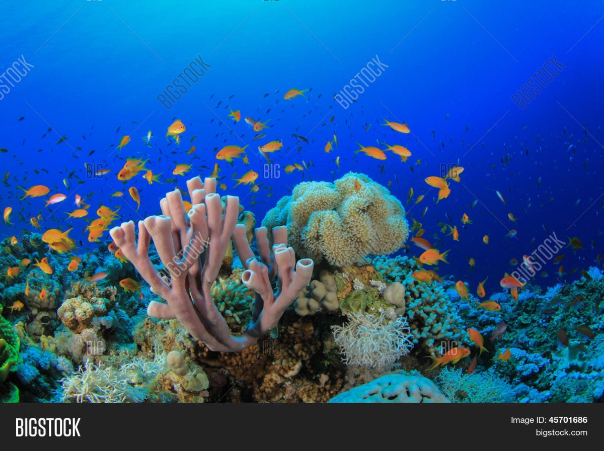 Коралловые рифы красного моря