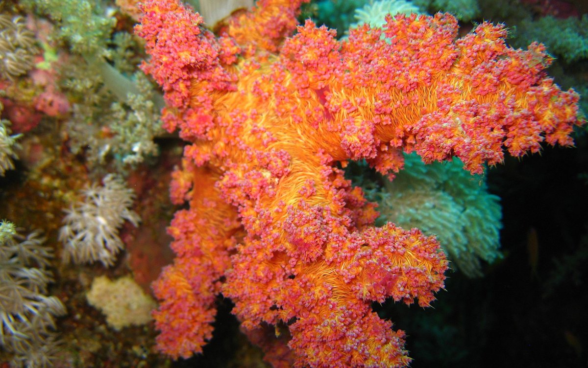 Cystiphyllum коралл