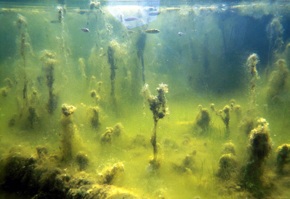 Балтийское море сине зеленые водоросли