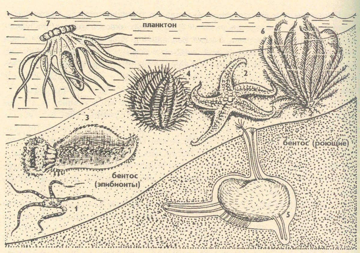 Бентос морской еж