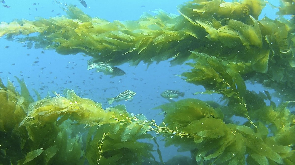 Водоросль морская капуста ламинария