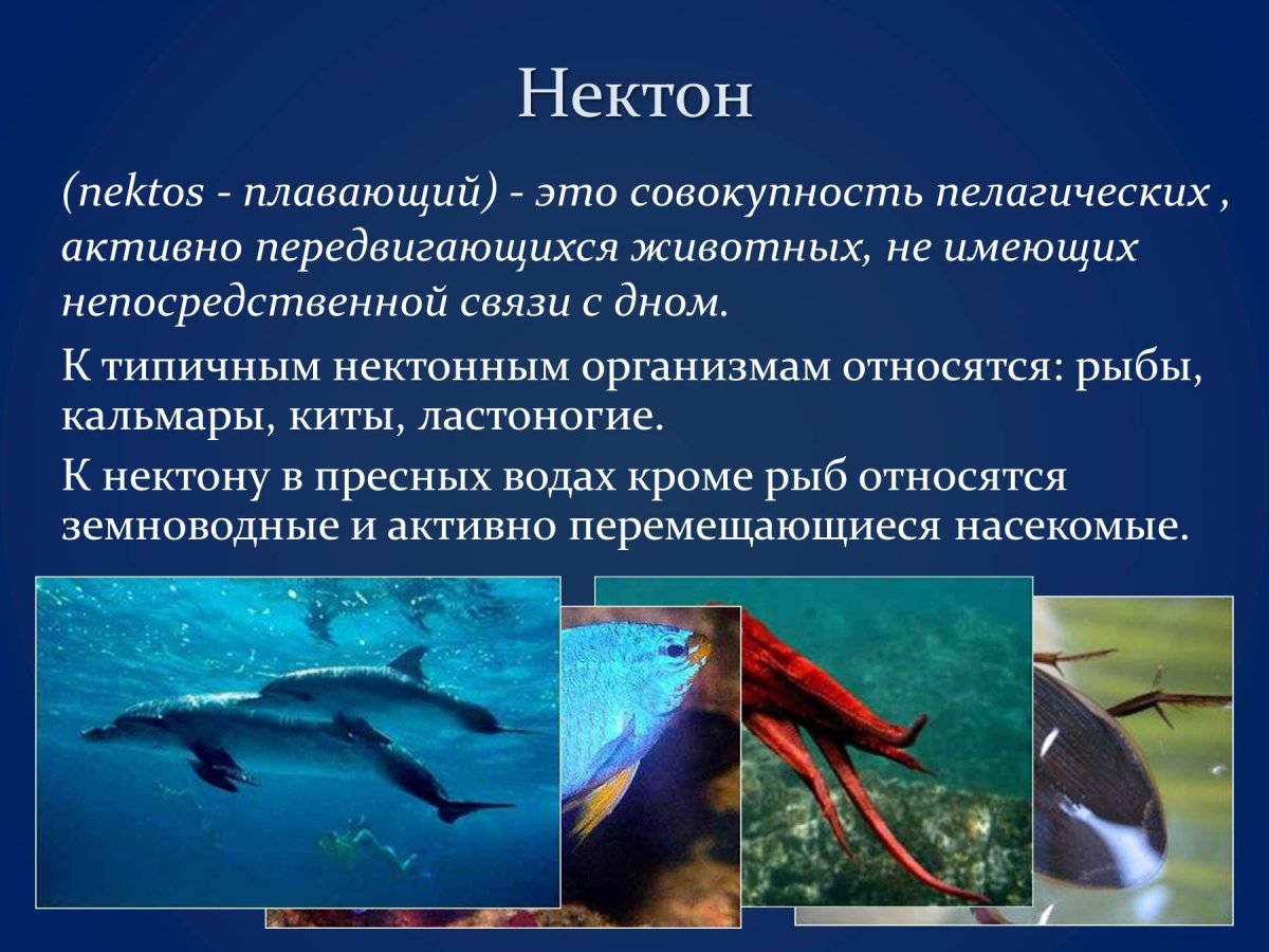 Нектон Гидробиология