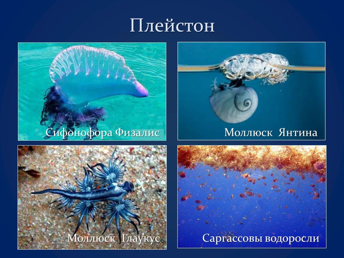Плейстон бентос