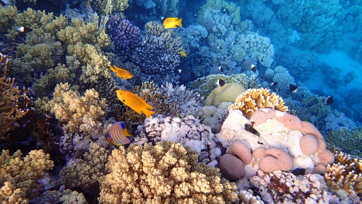 Красное море Шарм-Эль-Шейх